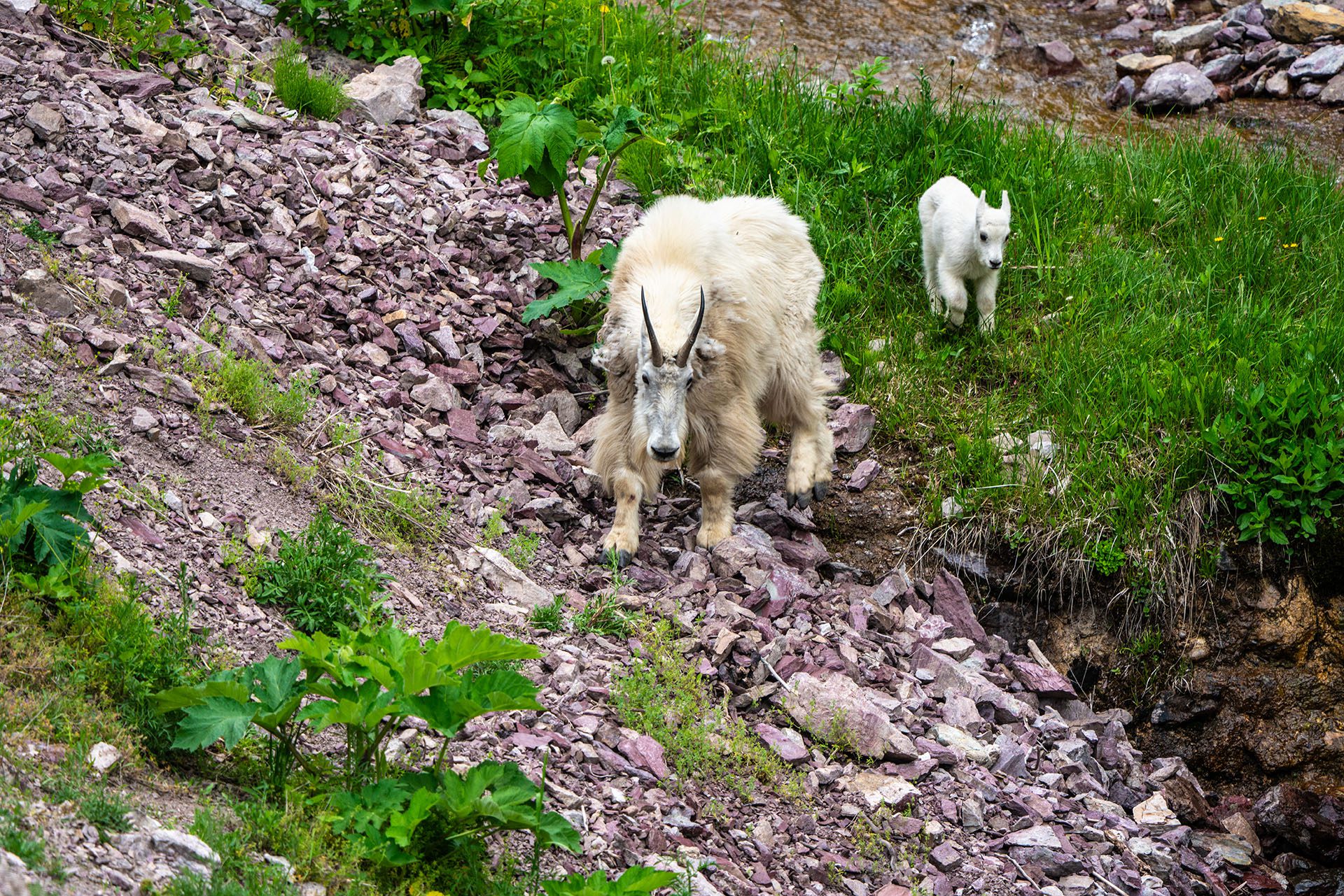 Best Things to Do in Glacier National Park in the Spring viewing Mountain Goats